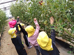 🍅トマト狩り🍅